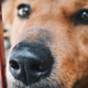 As far as we know, this dog is still alive. (Photo: Rishi Tyagi/EyeEm/Getty)